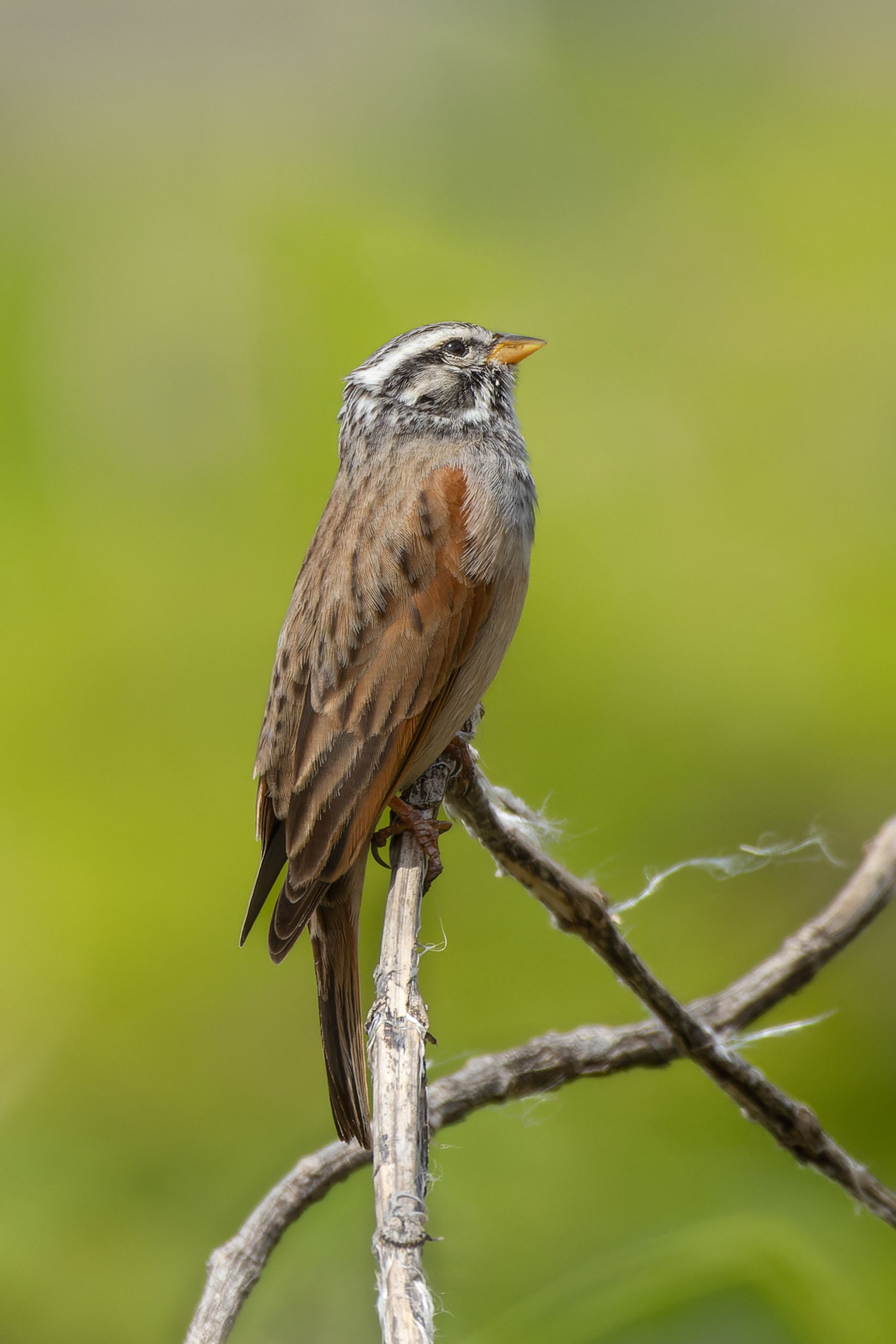 Emberiza striolata (Striolated Bunting) in Saswad, Maharashtra,…
