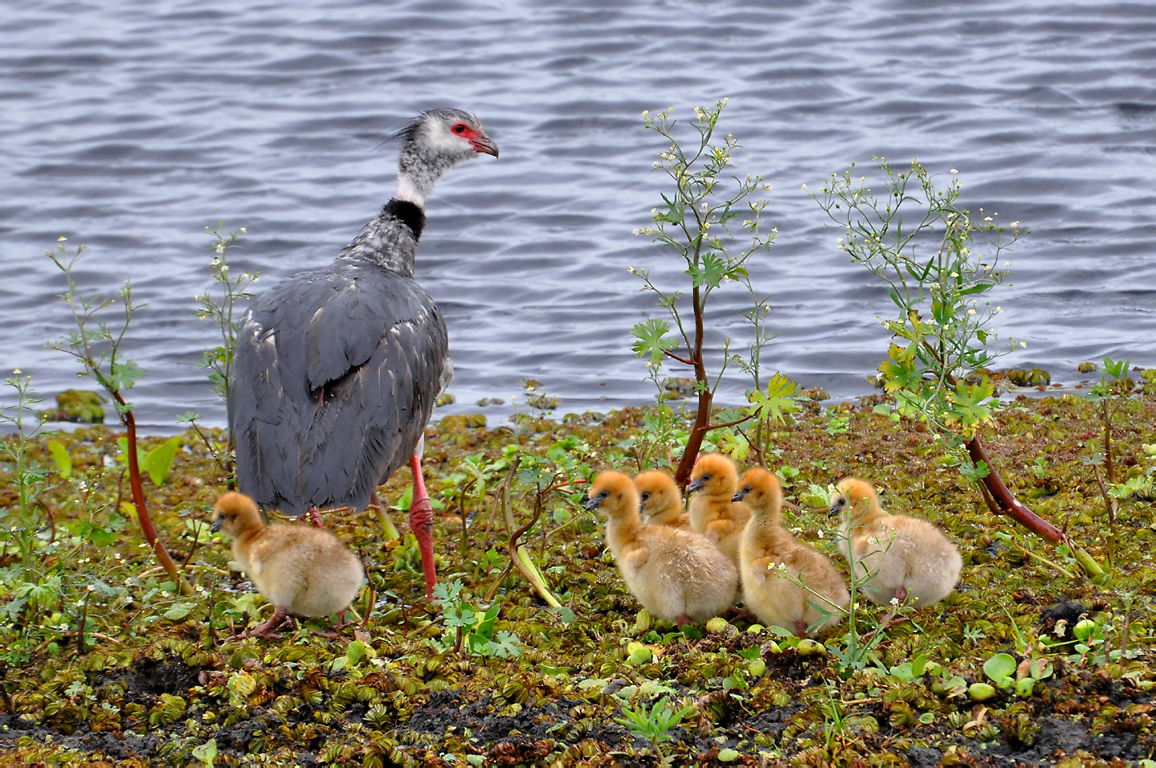 An adult Southern Screamer with young chicks in Santa Vitória d…
