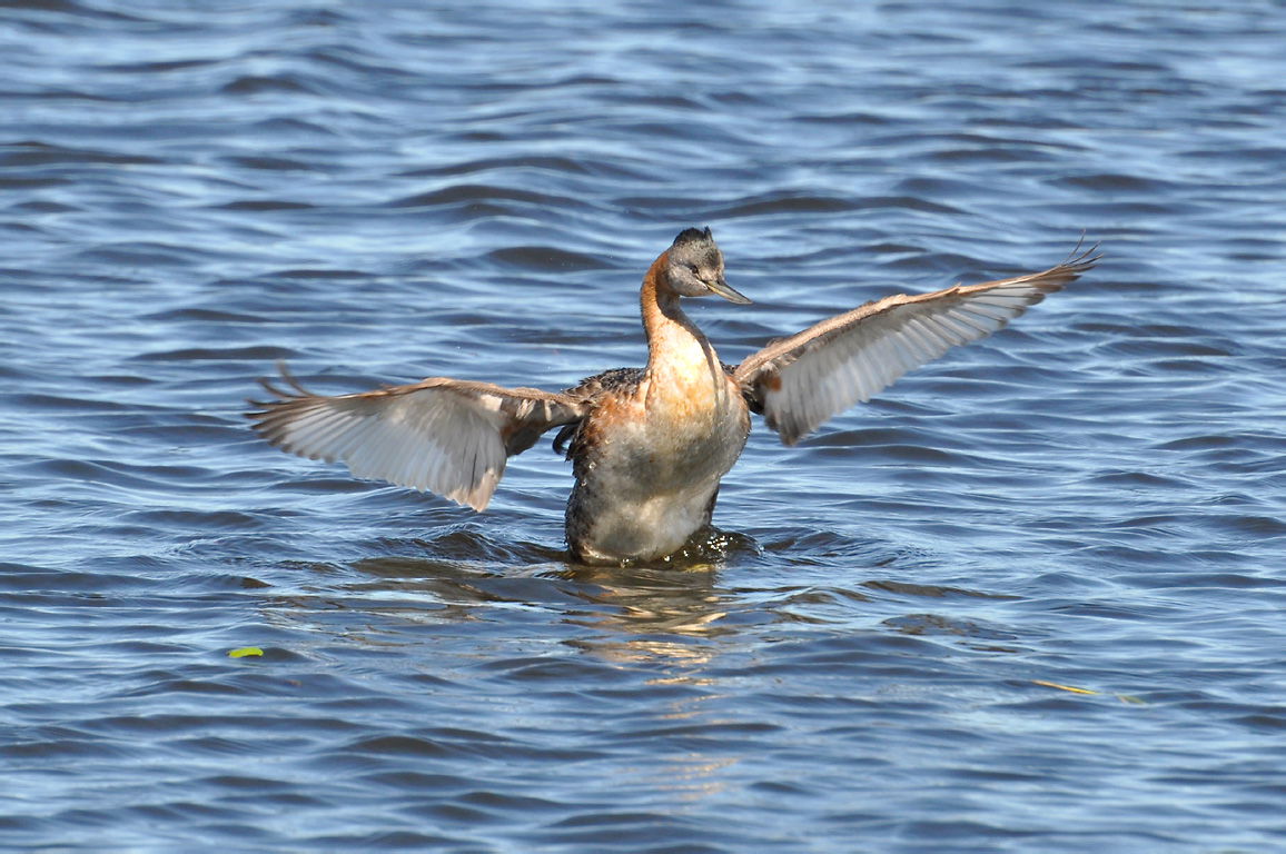 A Great Grebe in Santa Vitória do Palmar, Rio Grande do Sul, Br…