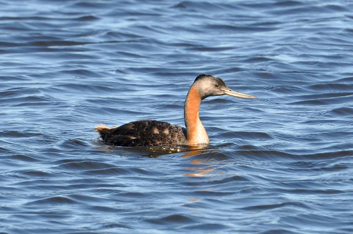 A Great Grebe swimming in Santa Vitória do Palmar, Rio Grande d…