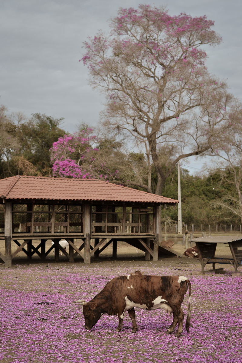 Poconé, Mato Grosso, Brasil.
26 de Agosto de 2013.
Facebook / …