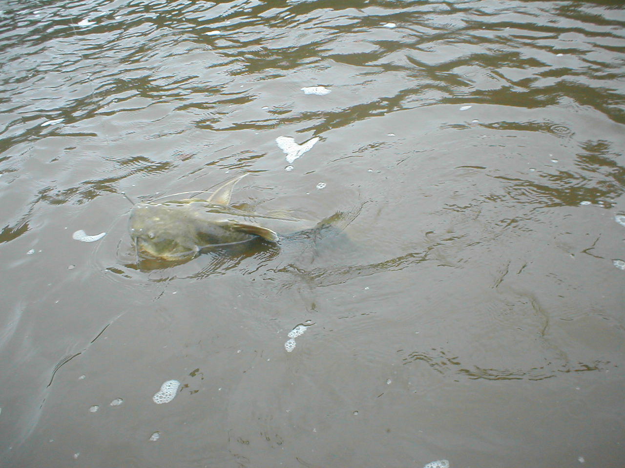 Poconé - State of Mato Grosso, Brazil