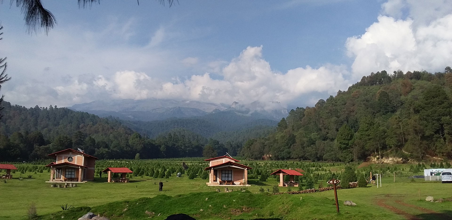 Vista del bosque de pinos en Amecameca, Estado de México, México