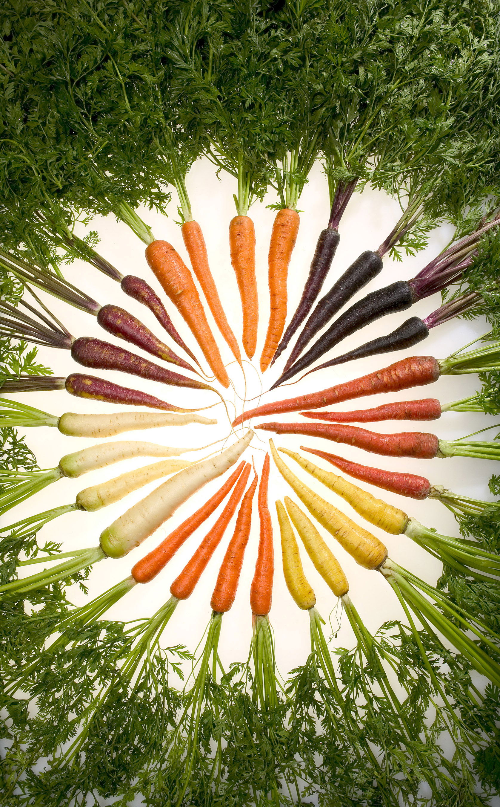 ARS researchers have selectively bred carrots with pigments tha…