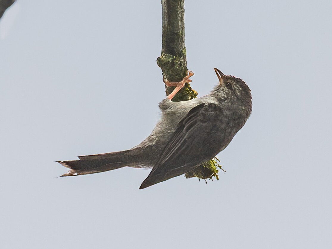 Pink-legged Graveteiro; Camacan, Bahia, Brazil
