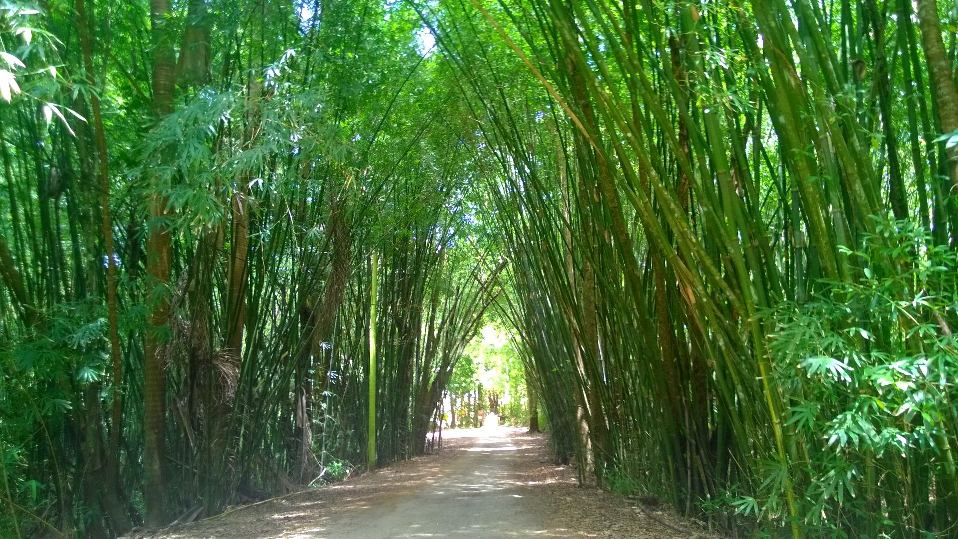 Campamento Guajataka, San Sebastián, Puerto Rico (2014)
