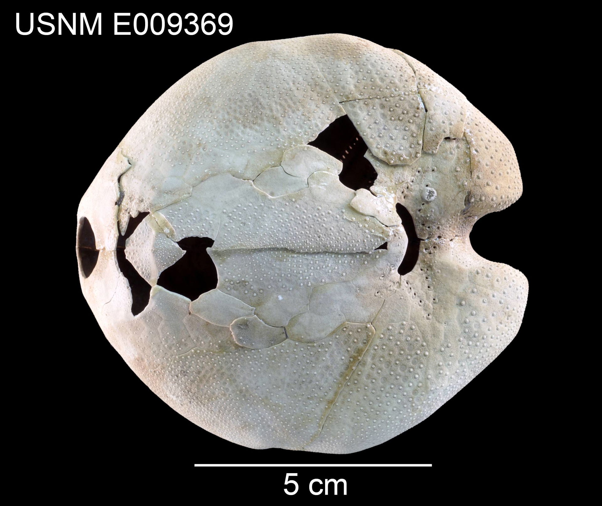 PRESERVED_SPECIMEN; Preparations: Dry; Spatangus diomedeae Fell…