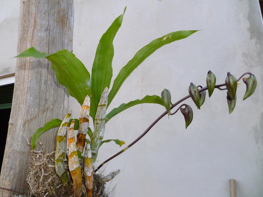 Orquídea não-identificada, de uma área de Floresta Estacional S…