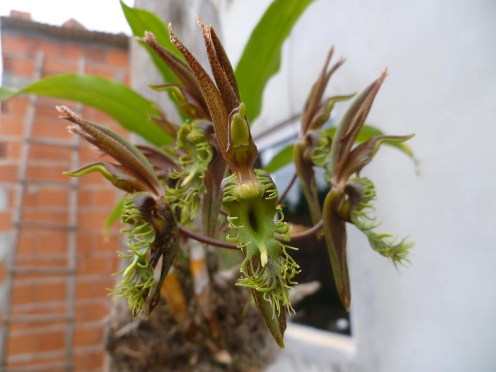 Orquídea não-identificada, de uma área de Floresta Estacional S…
