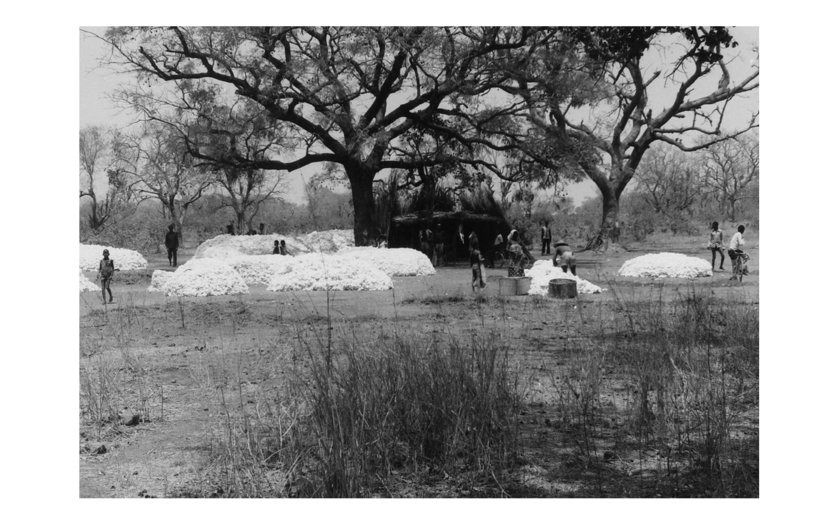 Cotton market at Dano ORD du Bougouriba, Haute Volta. ORD stand…