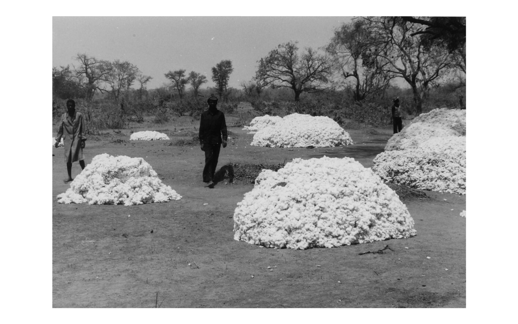 Cotton market at Dano ORD du Bougouriba, Haute Volta. ORD stand…