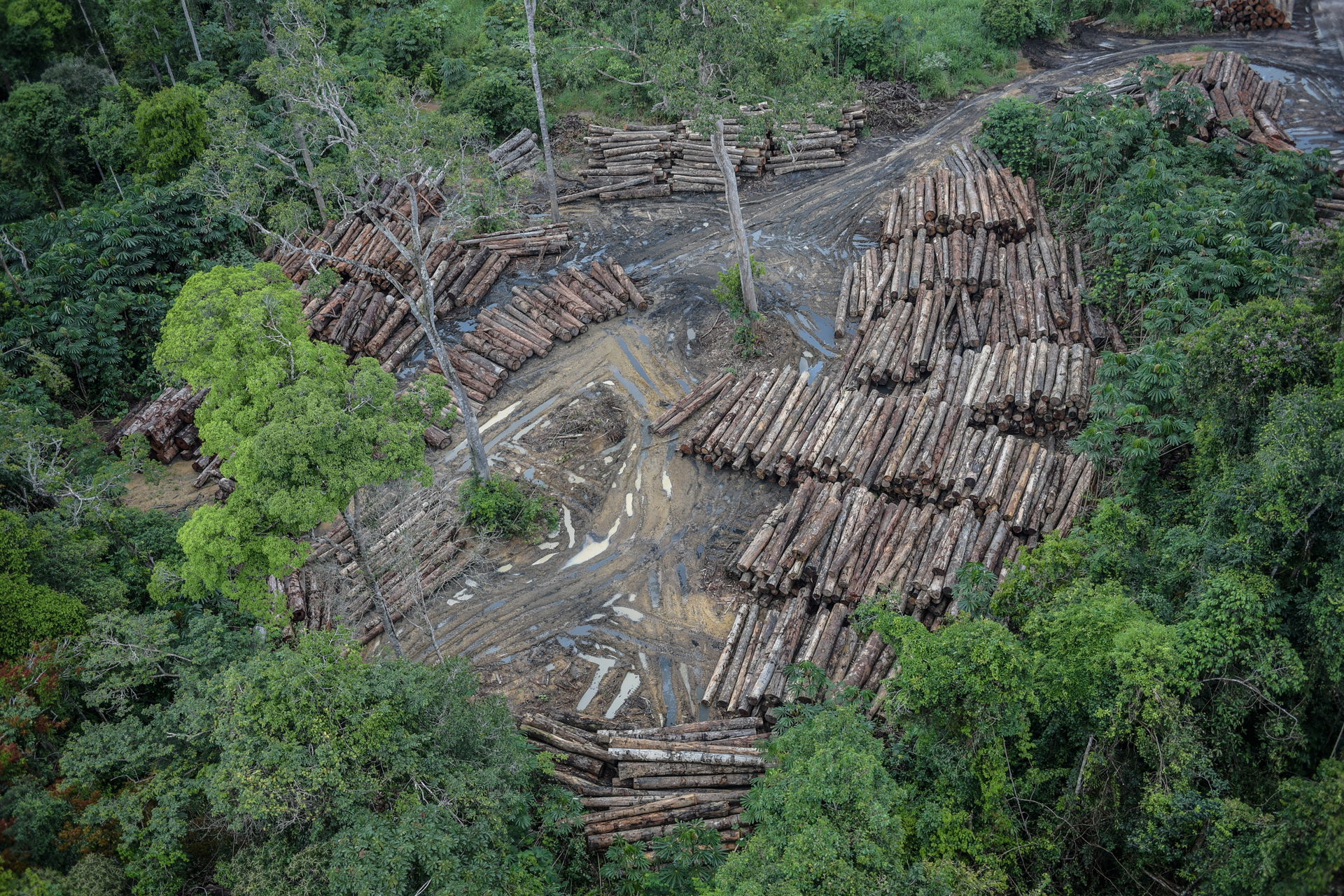 Ibama combate desmatamento ilegal na Terra Indígena Pirititi, R…