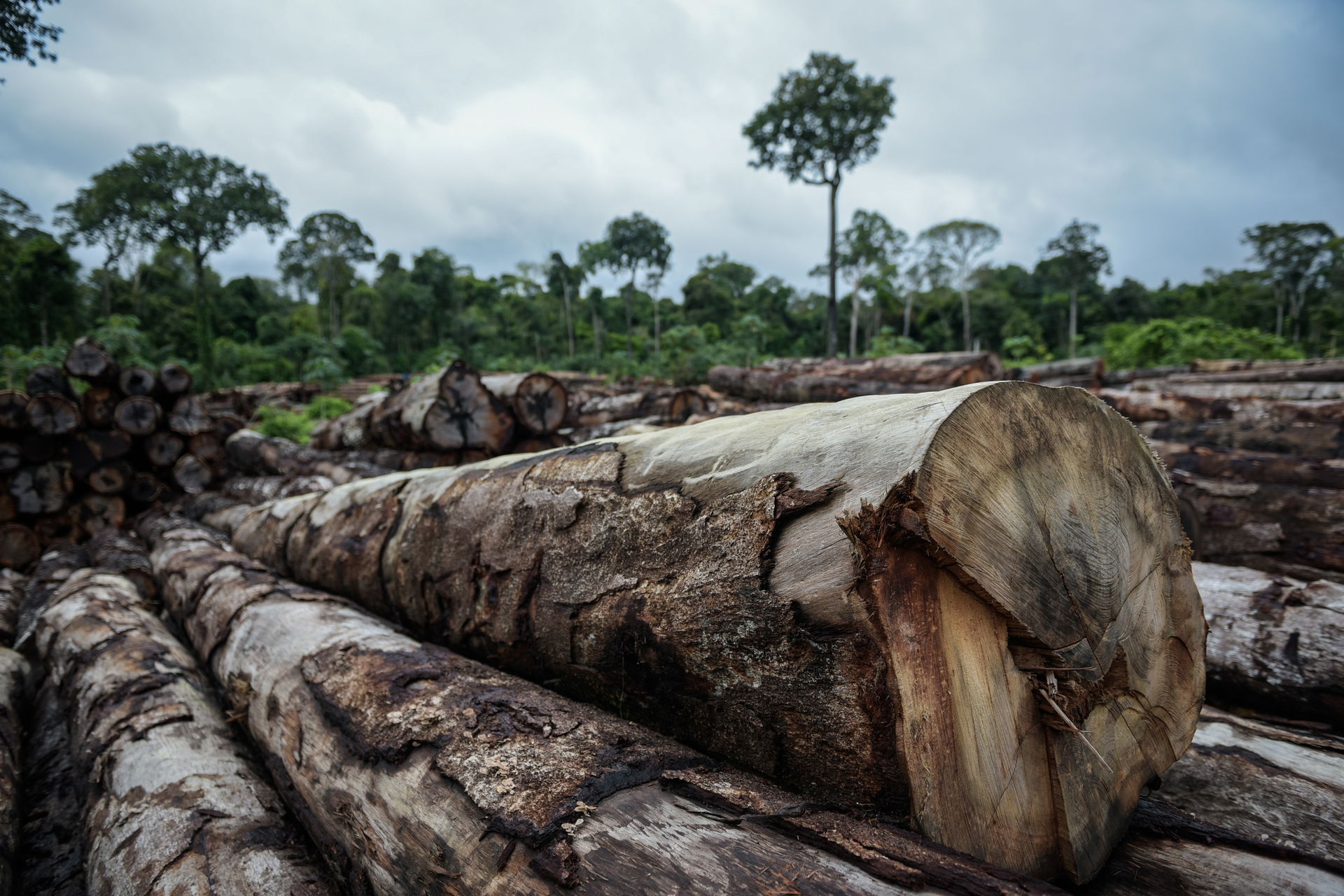 Ibama apreende 7.387 toras extraídas ilegalmente da Terra Indíg…