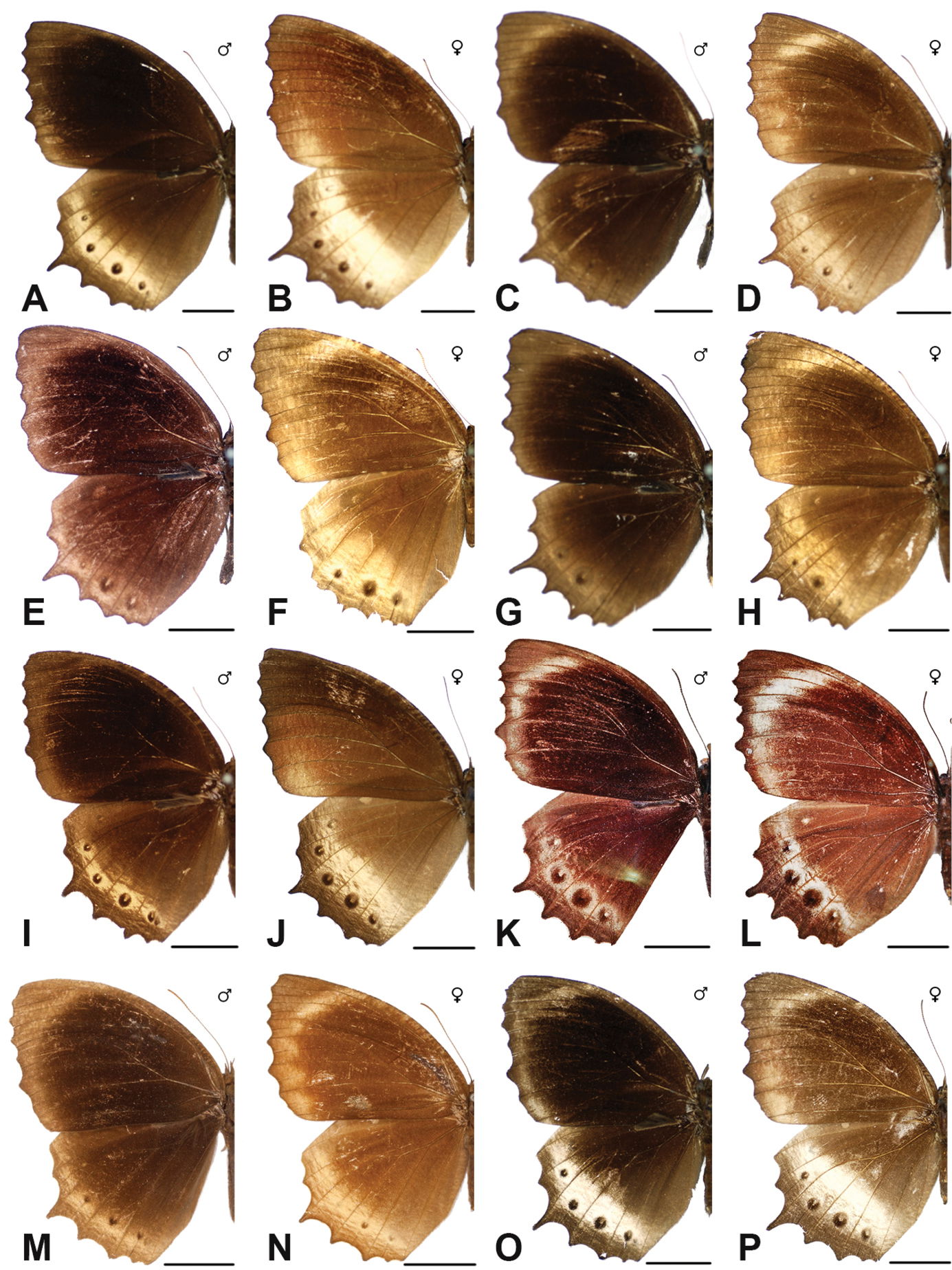 Figure 10; A panthera panthera ♂ D NHM Peninsular Malaysia B pa…
