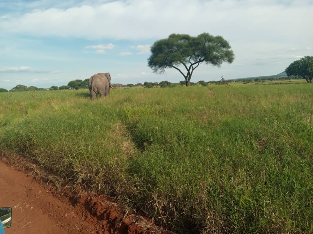hii ni picha inayomuonyesha tembo aliyekuwa akivuka upande mmoj…