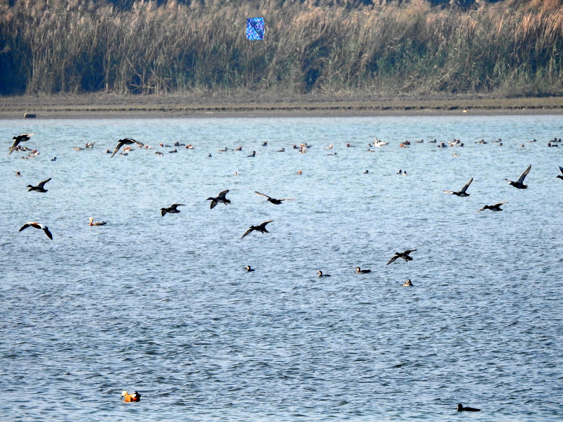 Ropar Wetland, also named Ropar Lake, is a man-made freshwater …