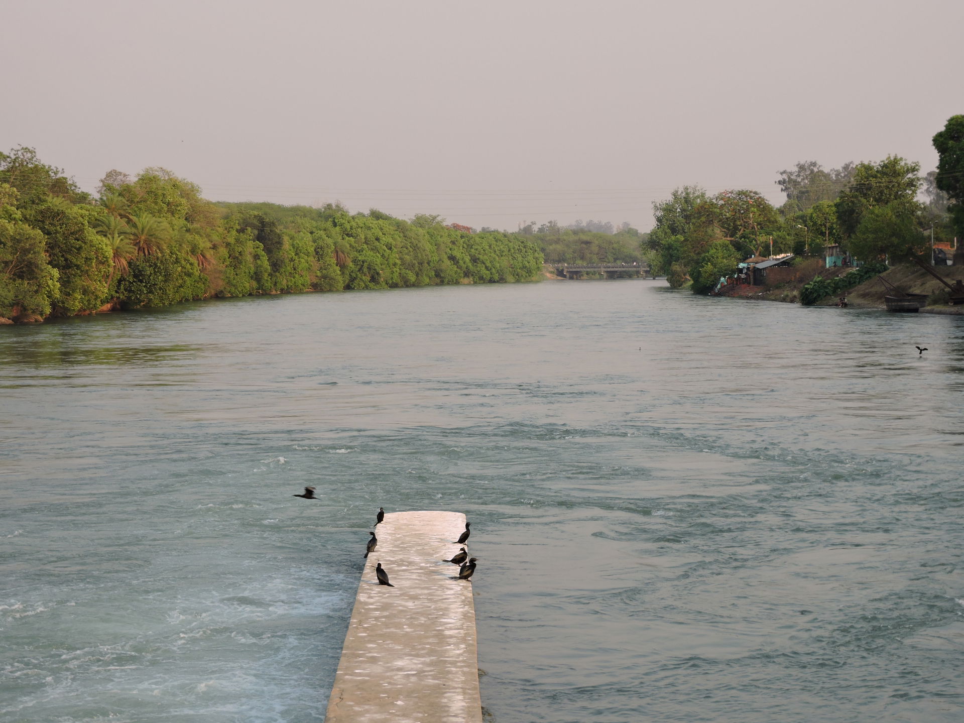 Ropar wetland (side outlet),Punjab, India