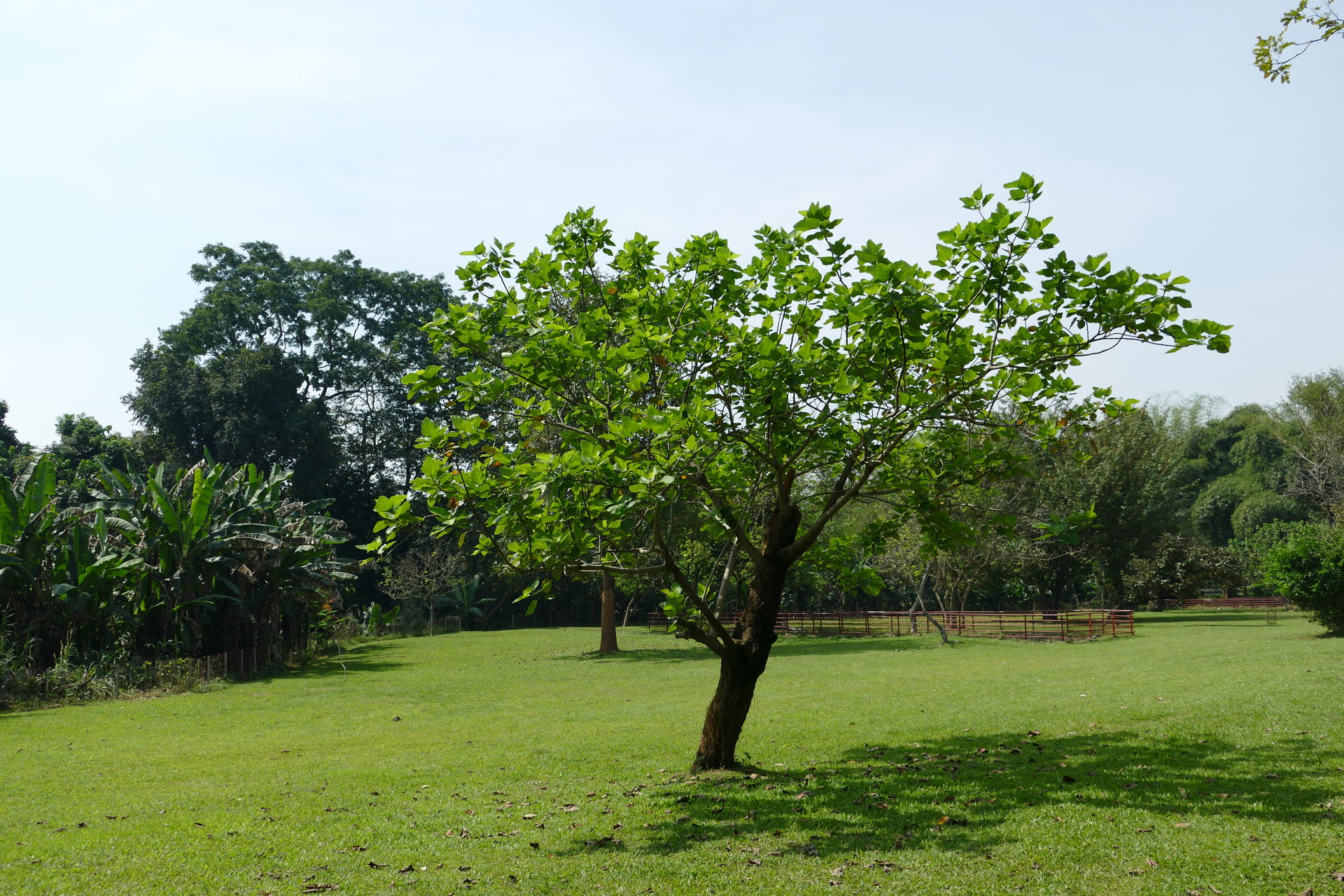 Abuja Millenium Park
