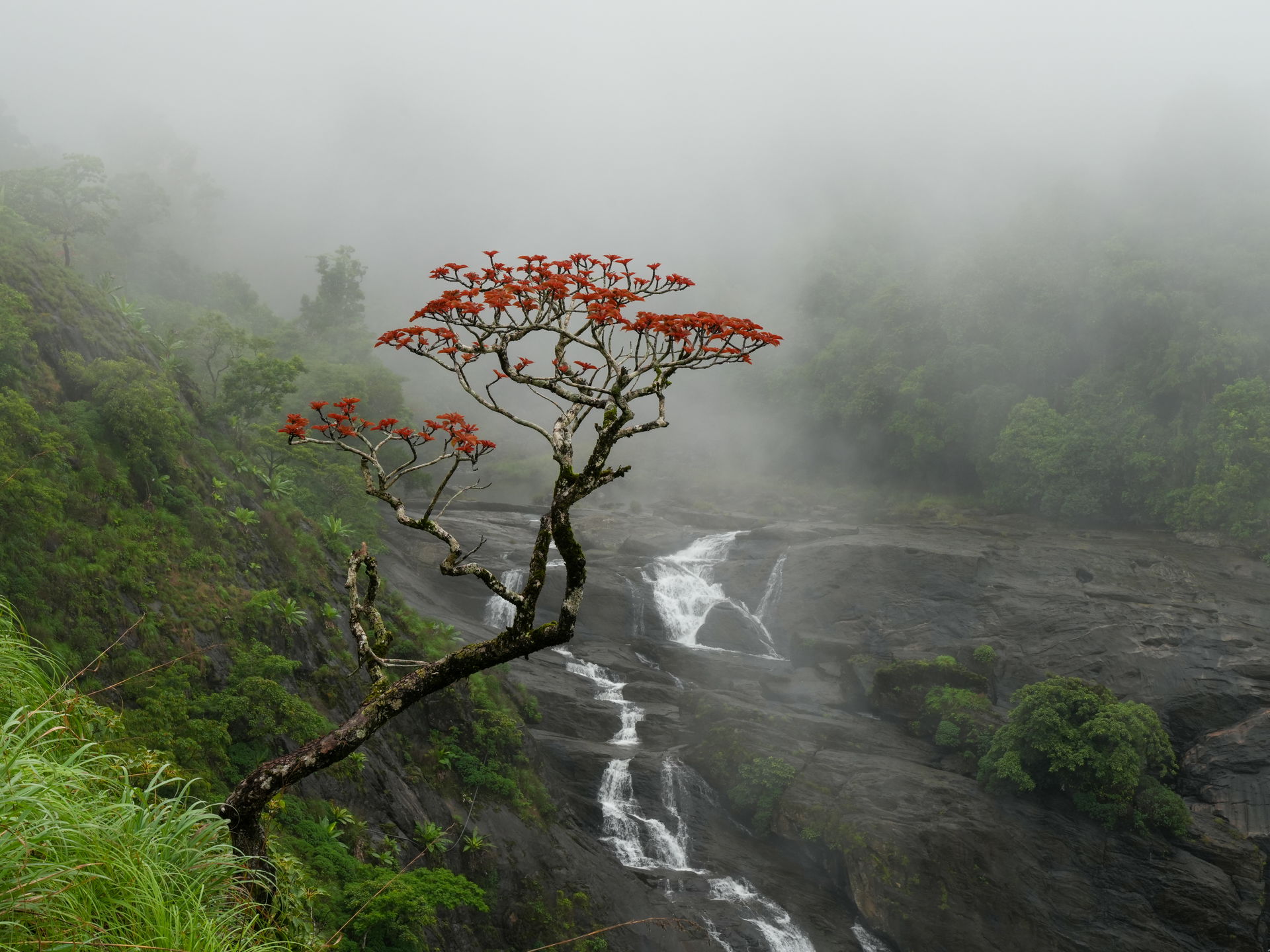 Indian coral tree in bloom in the mist of the SW monsoon, Malla…