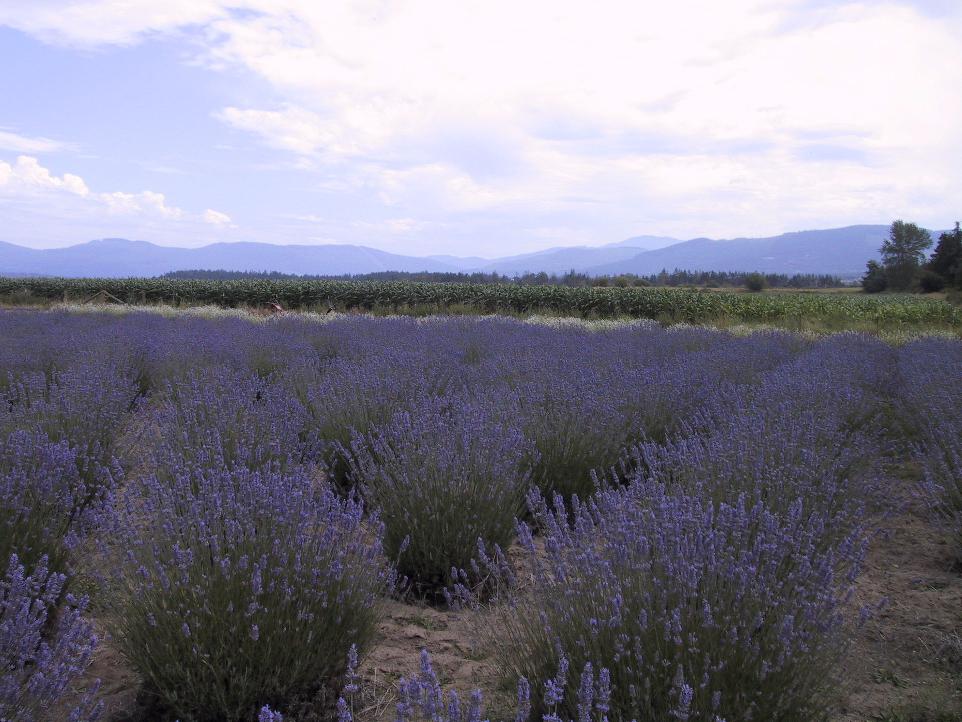 A lavender farm in Sequim, WA during the Lavender Festival