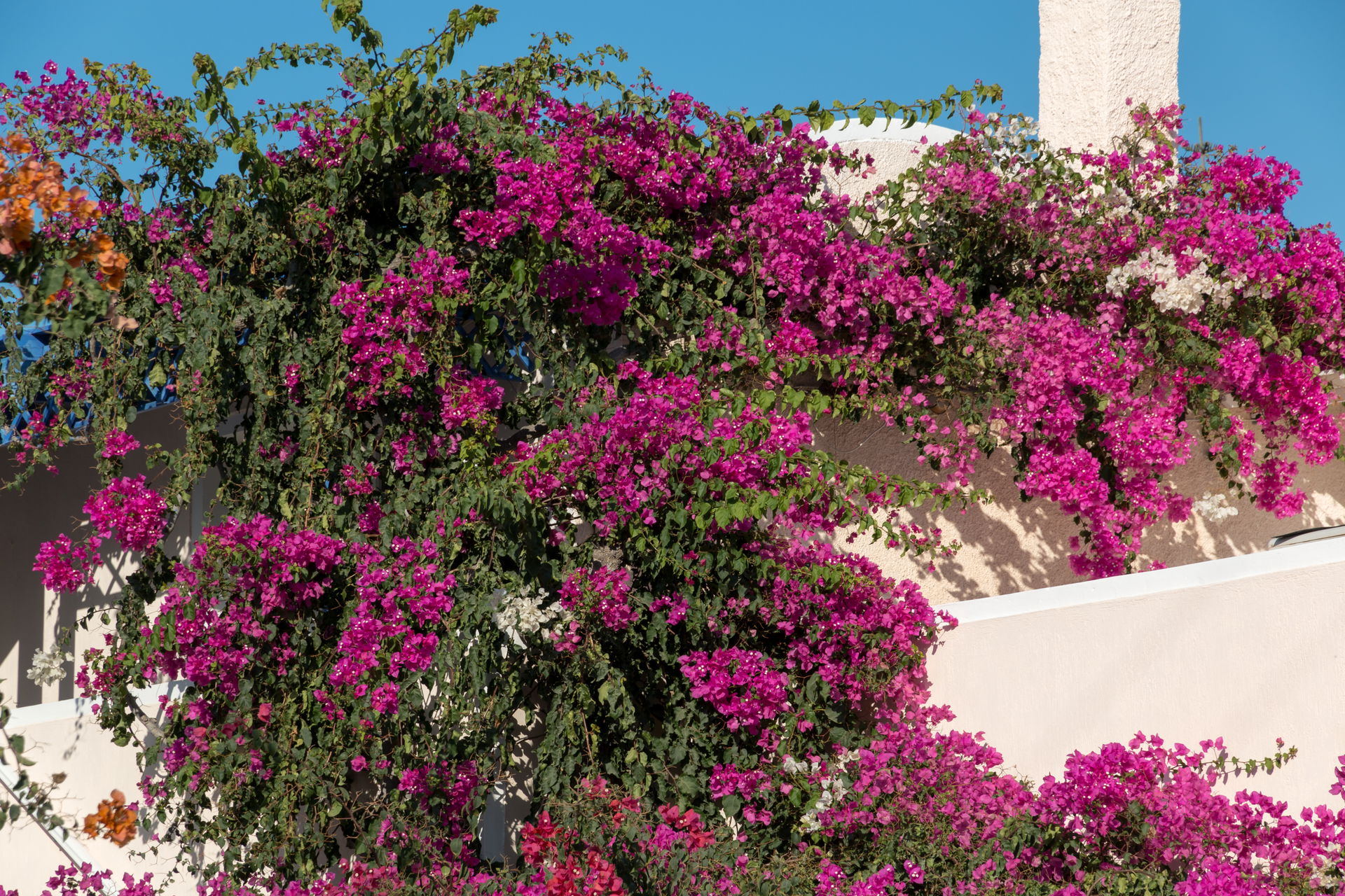 Flowering flowers in Akrotiri, Santorin, Greece