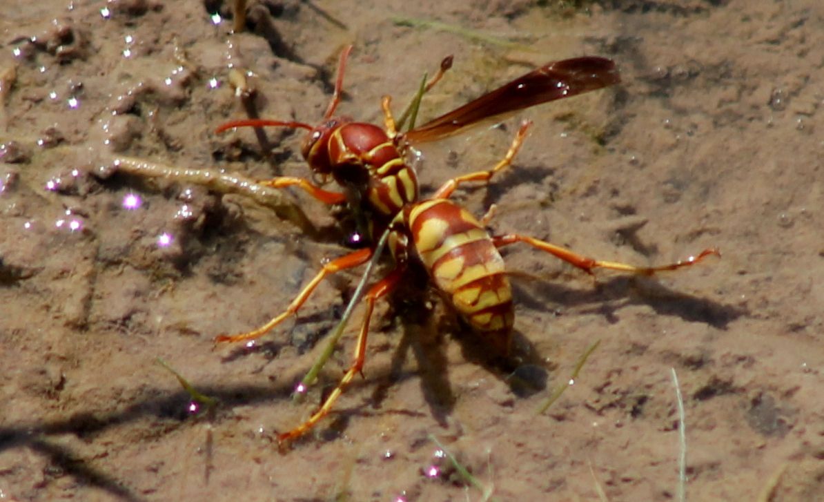 Polistes apachus - drinking from puddle, standing on water usin…