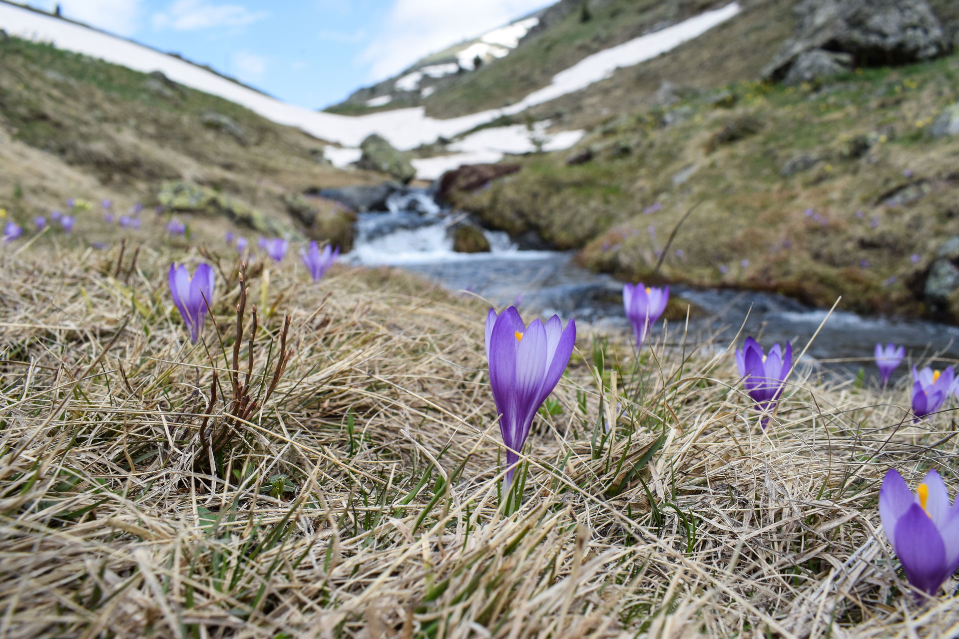 Flowers of Jablanica Mountain