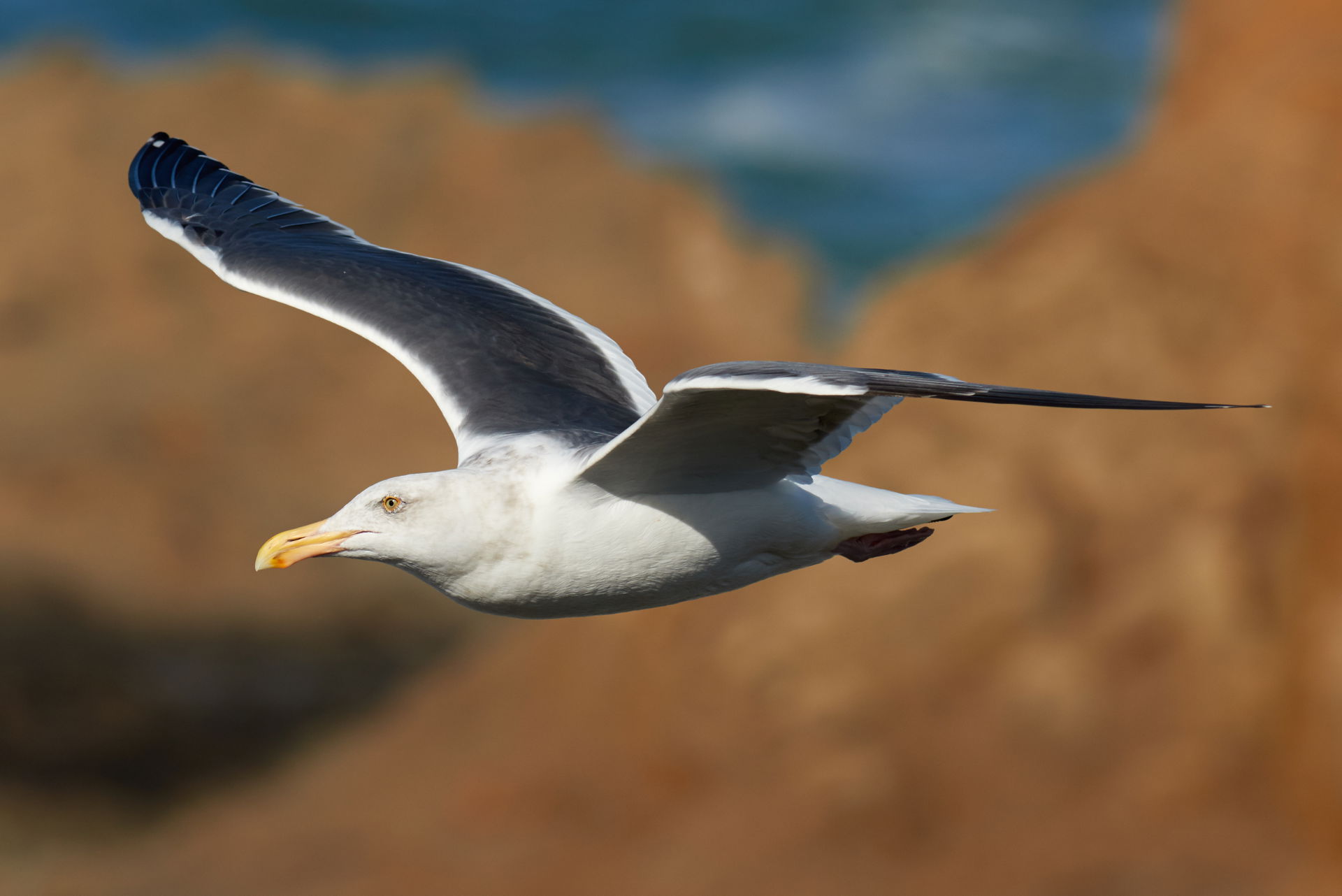 Western gull (Larus occidentalis) in flight over the cliffs of …
