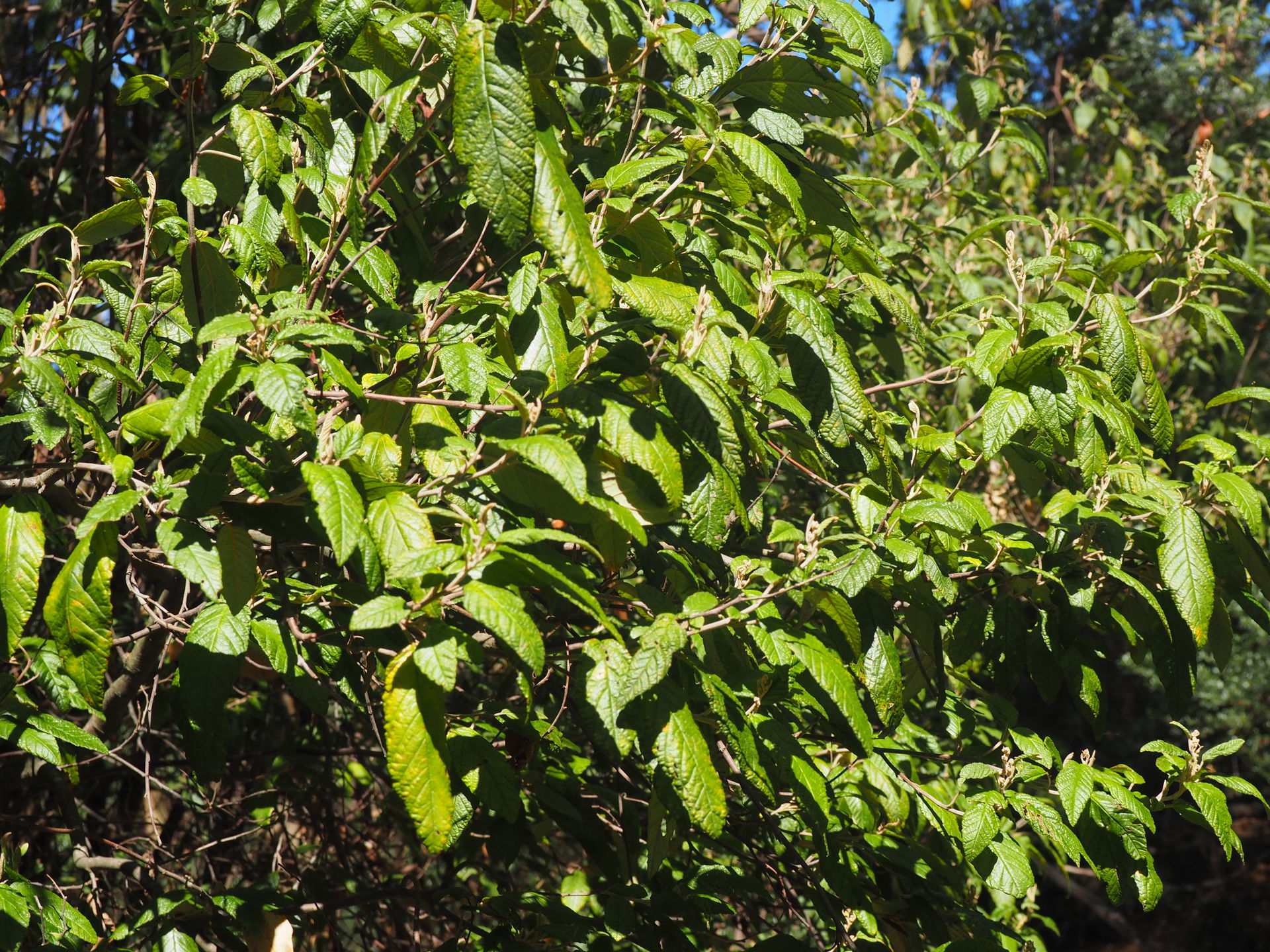 Pomaderris apetala plant growing on the University of Tasmania …