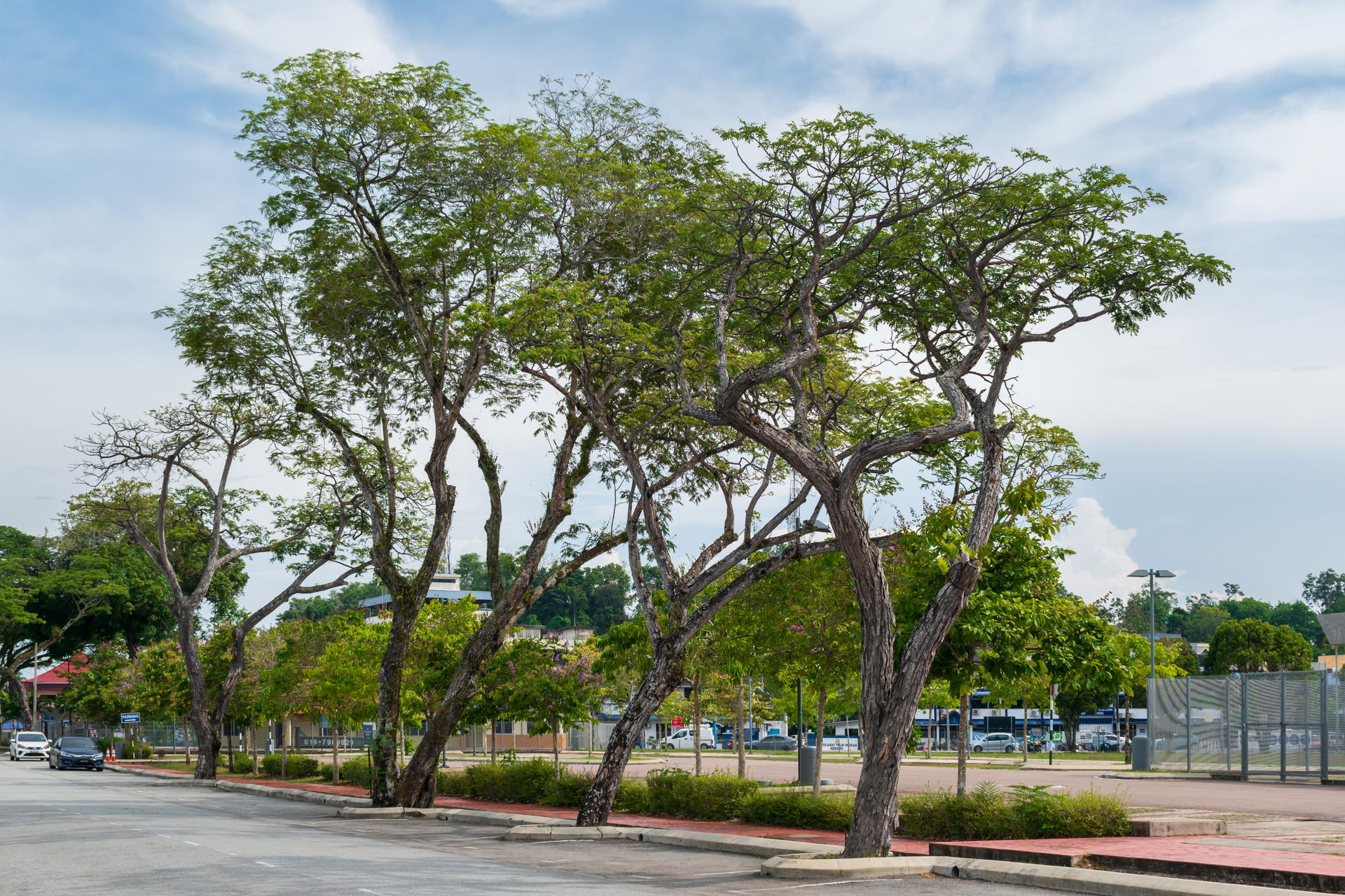 Roadside trees on Jalan Ibrahim, Mersing, Johor, Malaysia