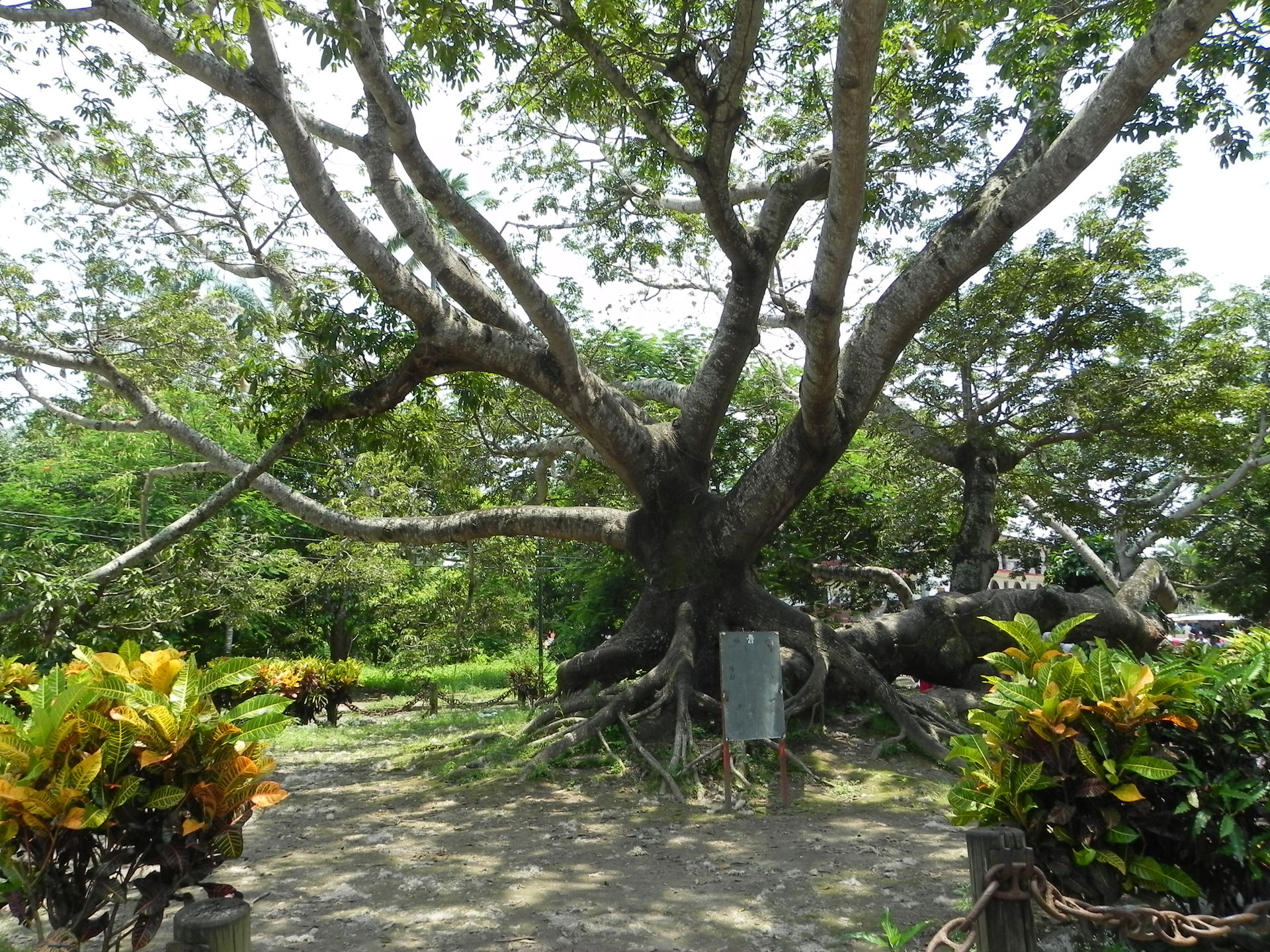 Tree where it is believed that Hernán Cortés moored his boats.