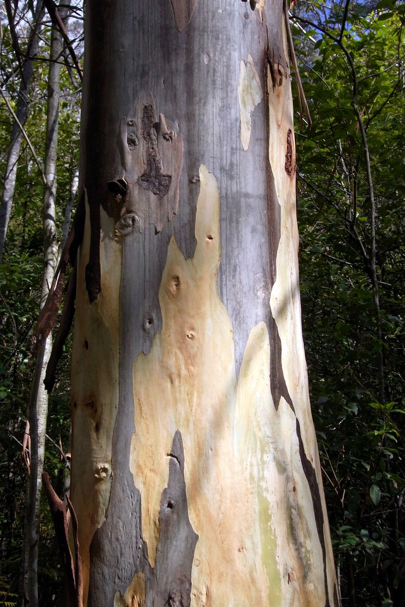Eucalyptus deanei trunk — Blue Gum Swamp, Winmalee NSW Australi…