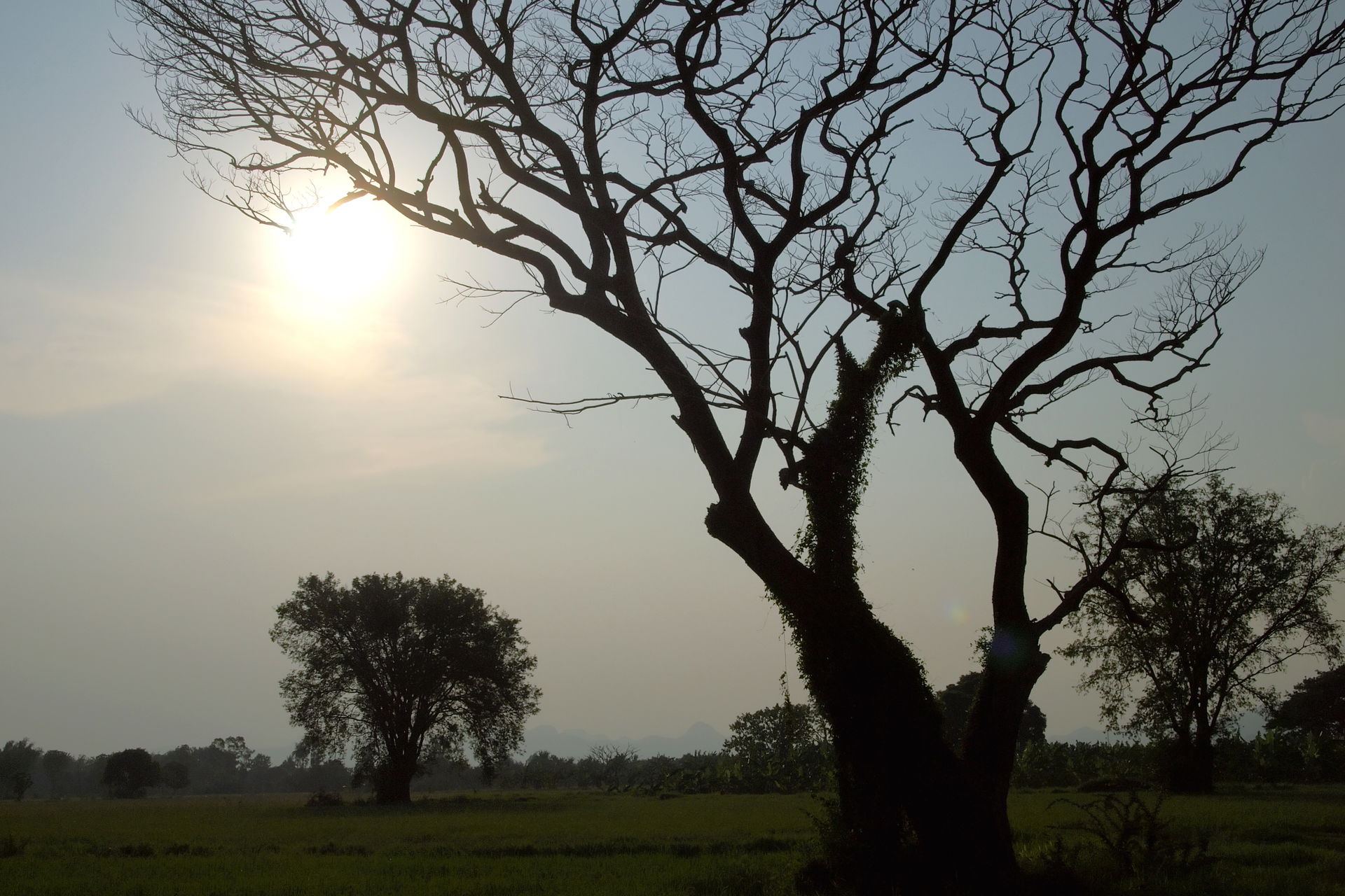 This genus is commonly known as thorn trees, shittah trees, mim…