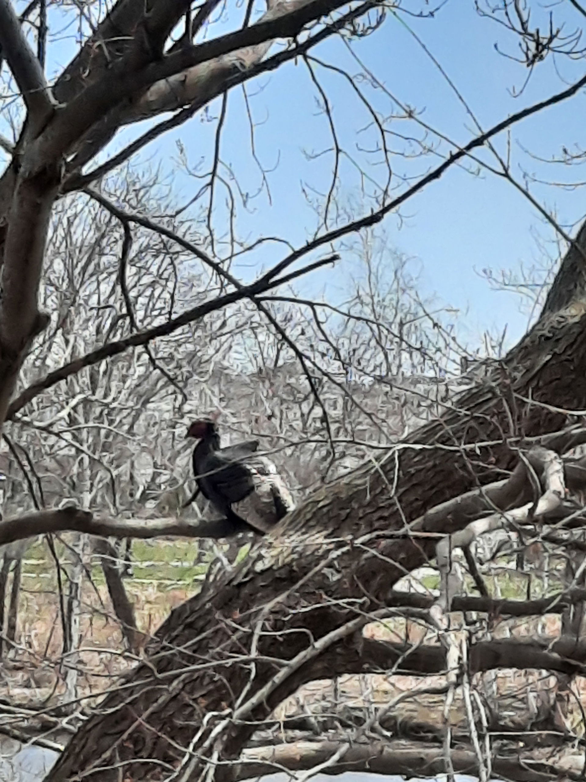 Turkey Vulture Malden River Medford MA April 2024
