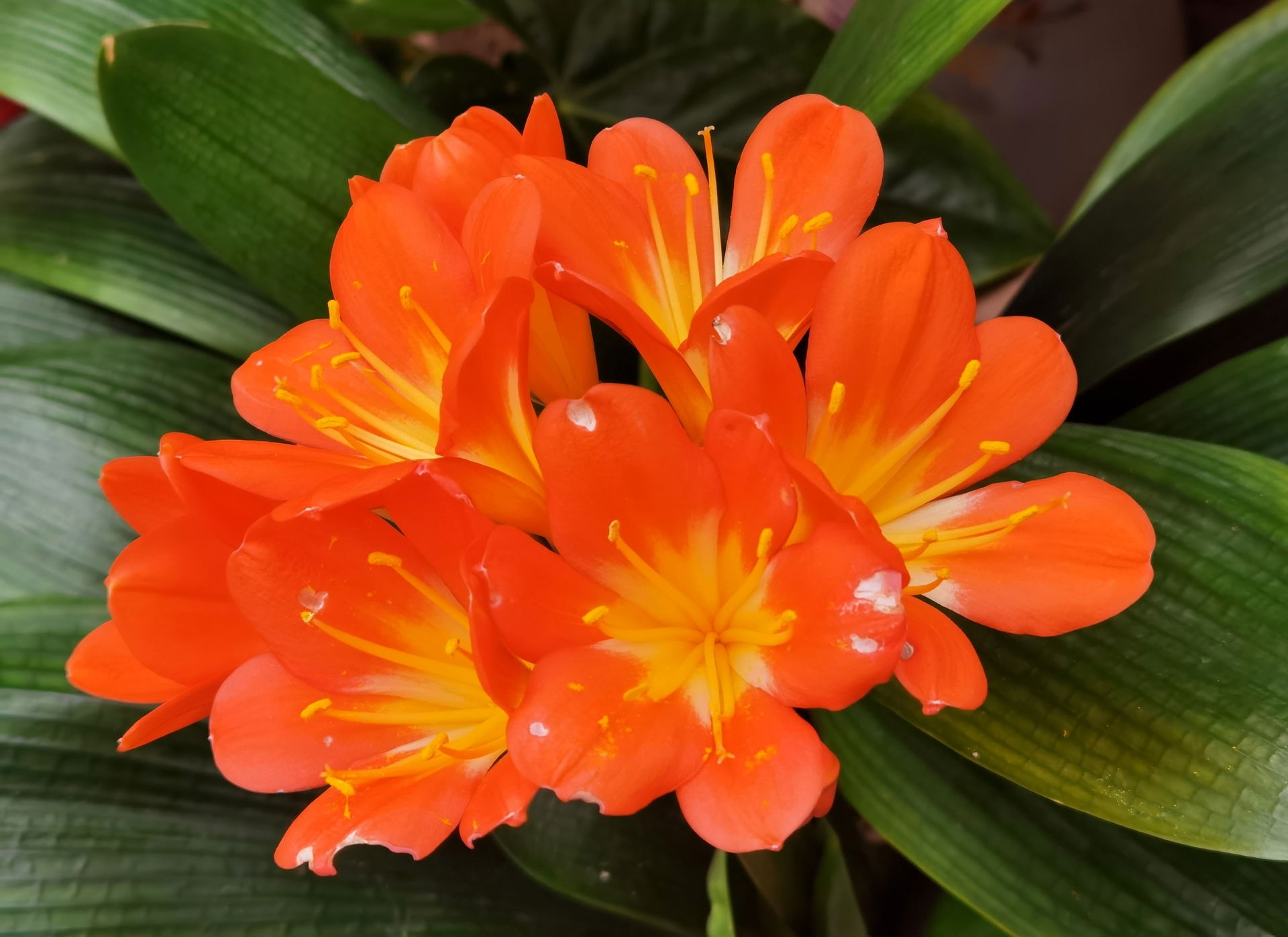 Flowers of Clivia miniata. Contains seven orange flowers.