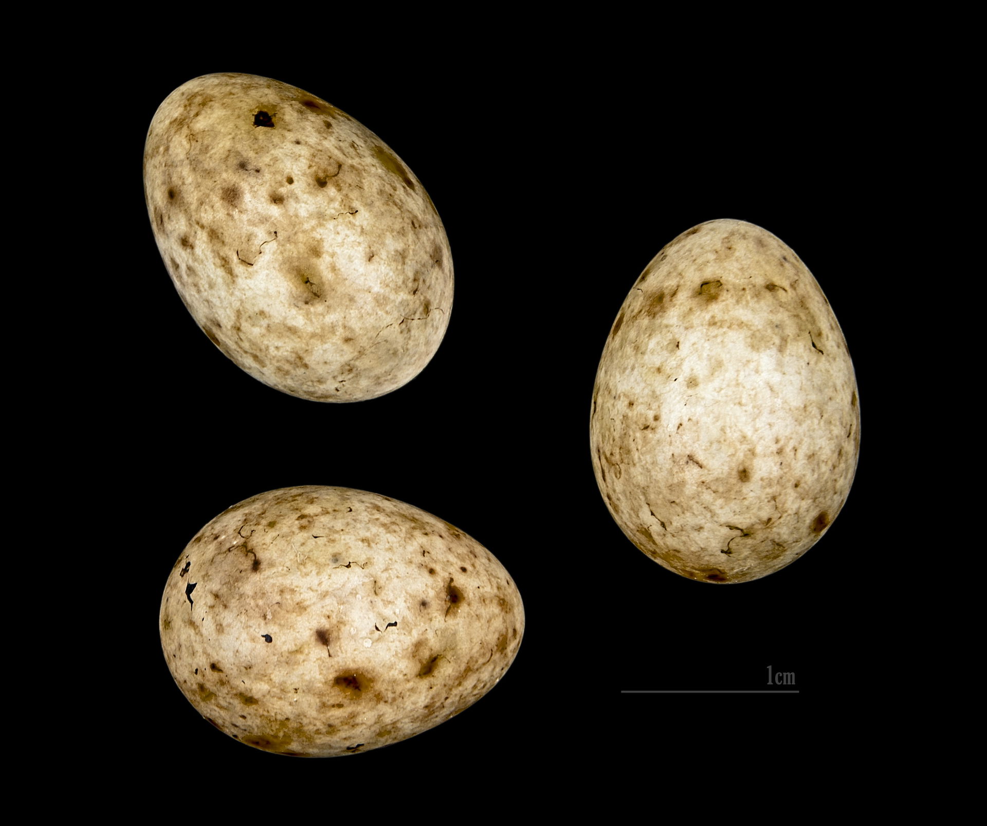 Egg of Eurasian Blackcap. Collection of Jacques Perrin de Bric…