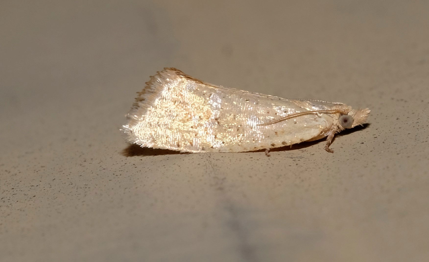 Capua dyslecta. Species of insect.