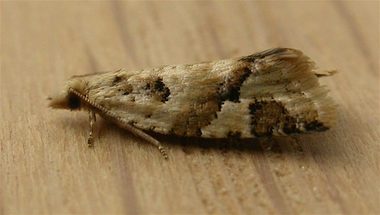A Capua euphona in Australia.