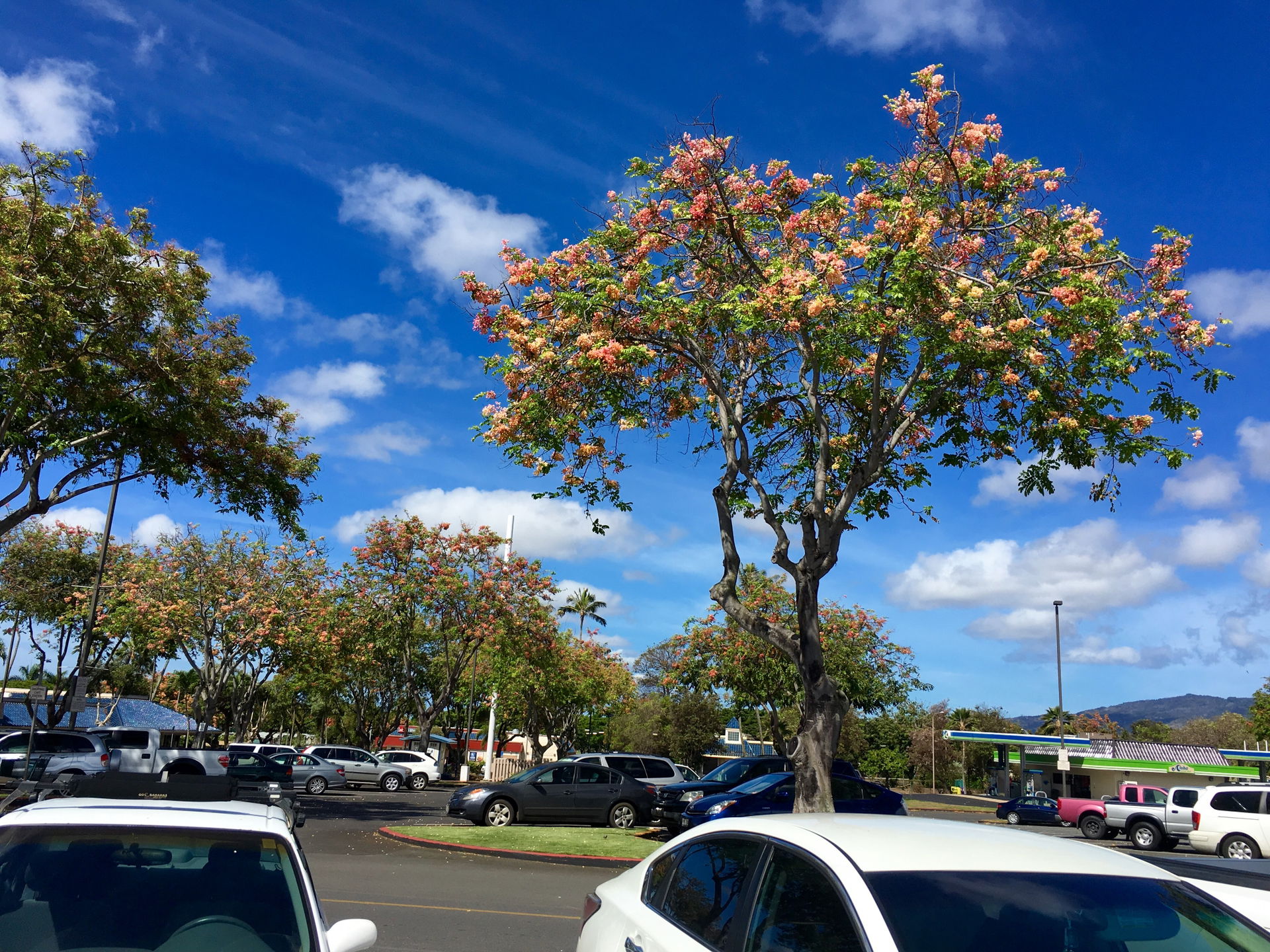 Image of trees and a parking lot in a shopping center near the …