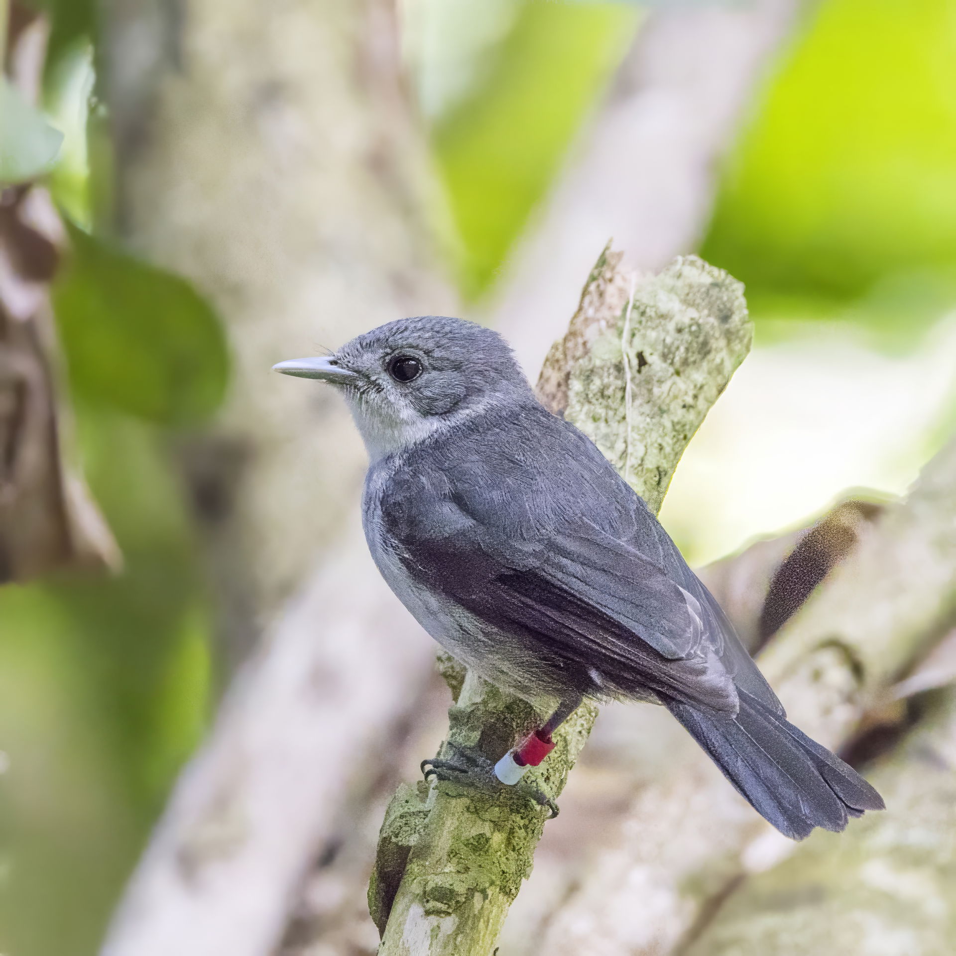 Rarotonga flycatcher (Pomarea dimidiata), Takitumu Conservation…