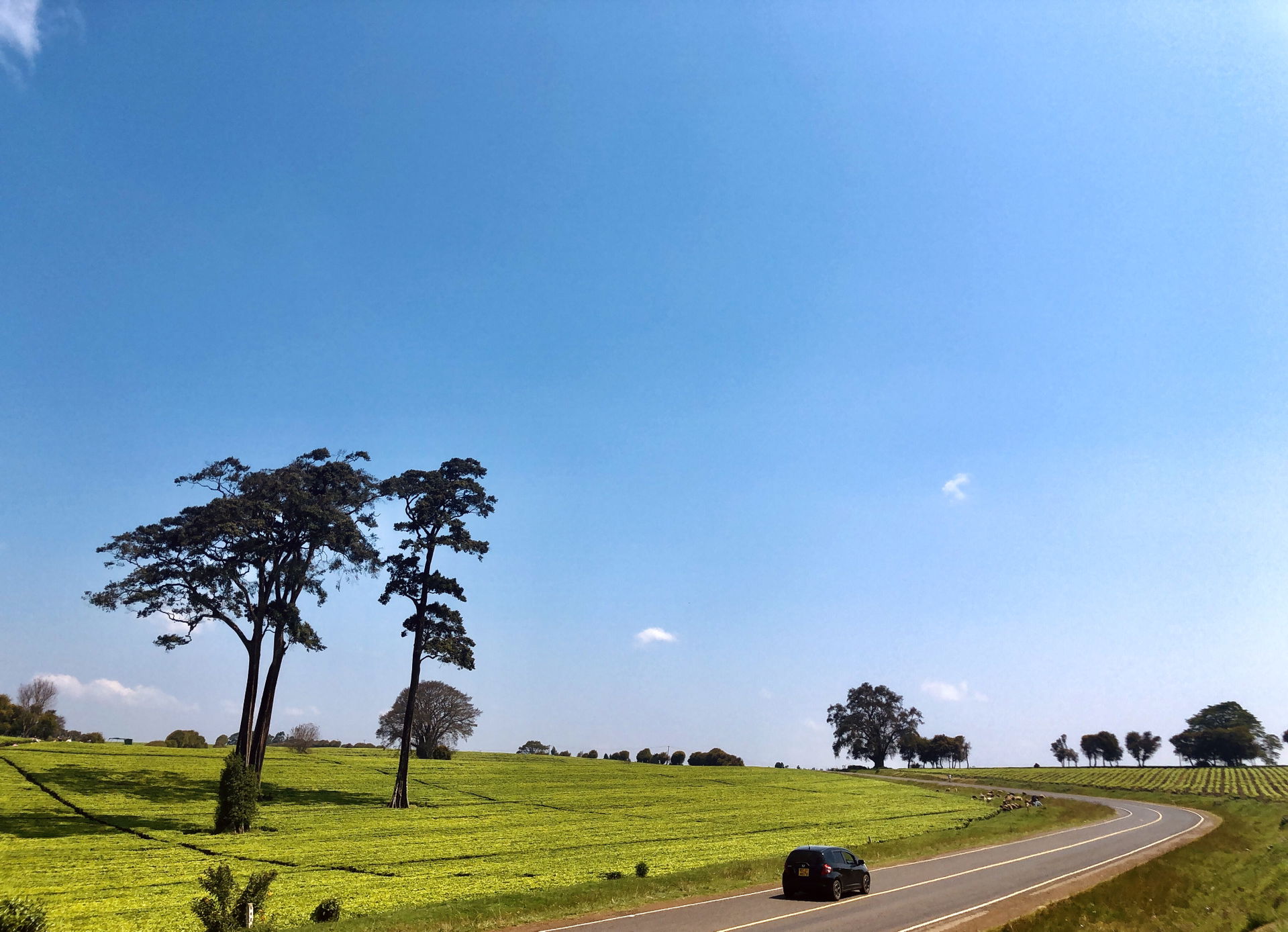 Limuru Kiambu Tea Plantation