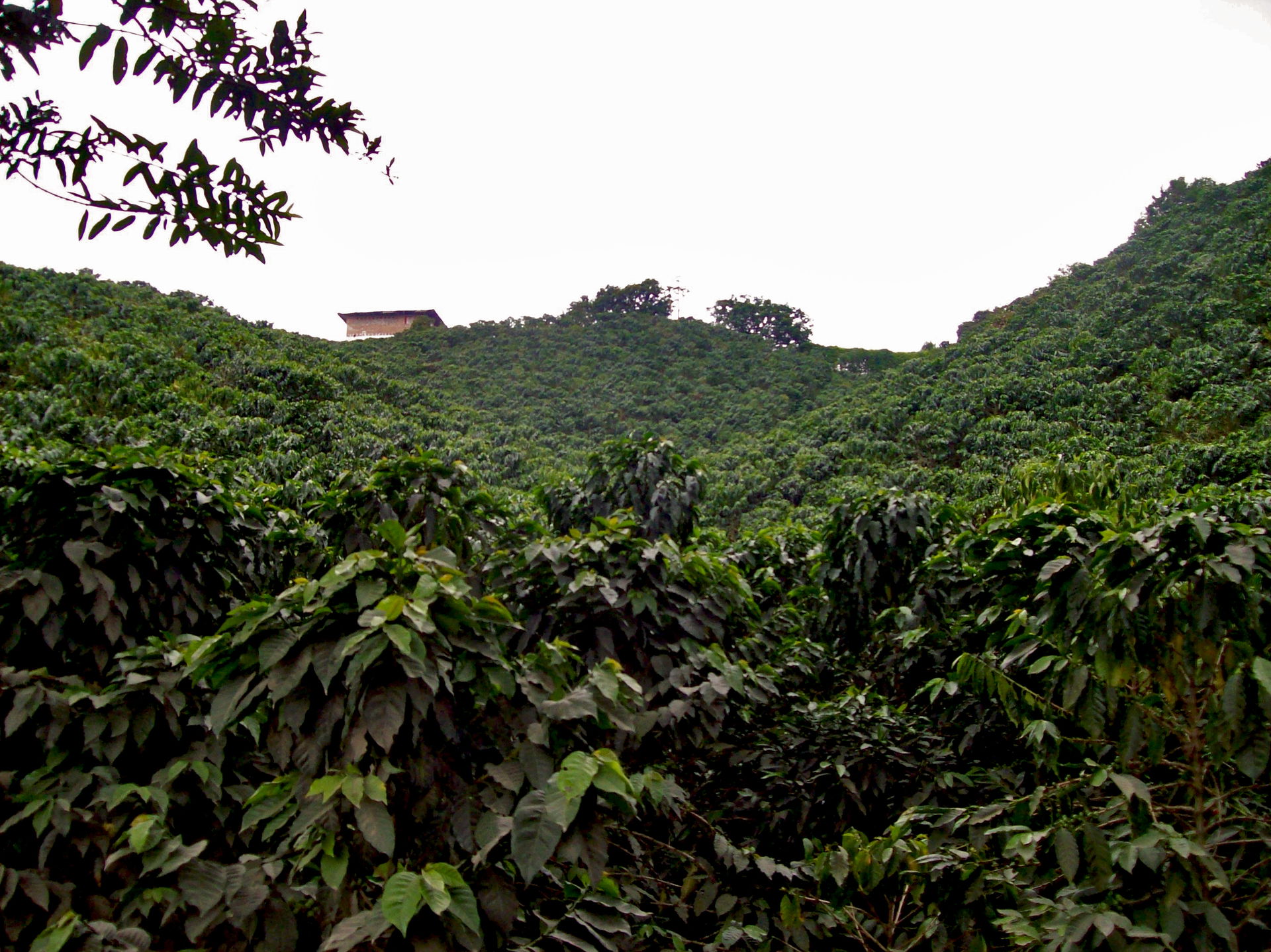 Photograpy of an Arabiga Coffee growing in Chinchiná, Caldas, C…