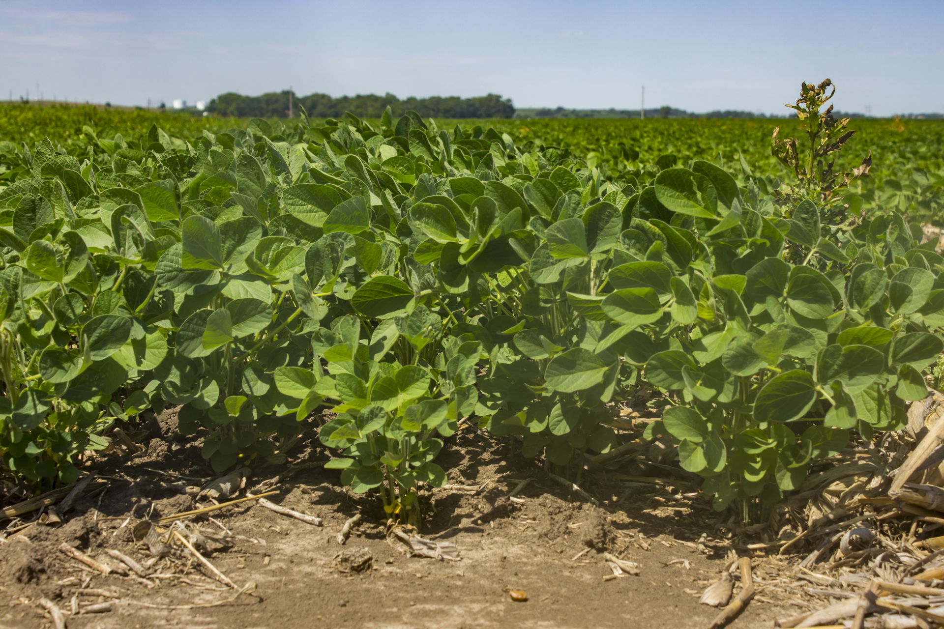 Vermillion, SD - No Till
Crop: Soybeans
Soil Type: Ek which is…