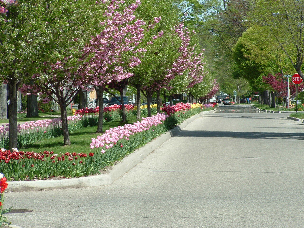 Streets lined with tulips, known as "tulip lanes", are popular …
