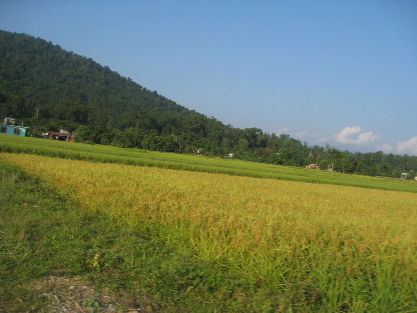 Rice field in Gaindakot town, Nepal, October 2011