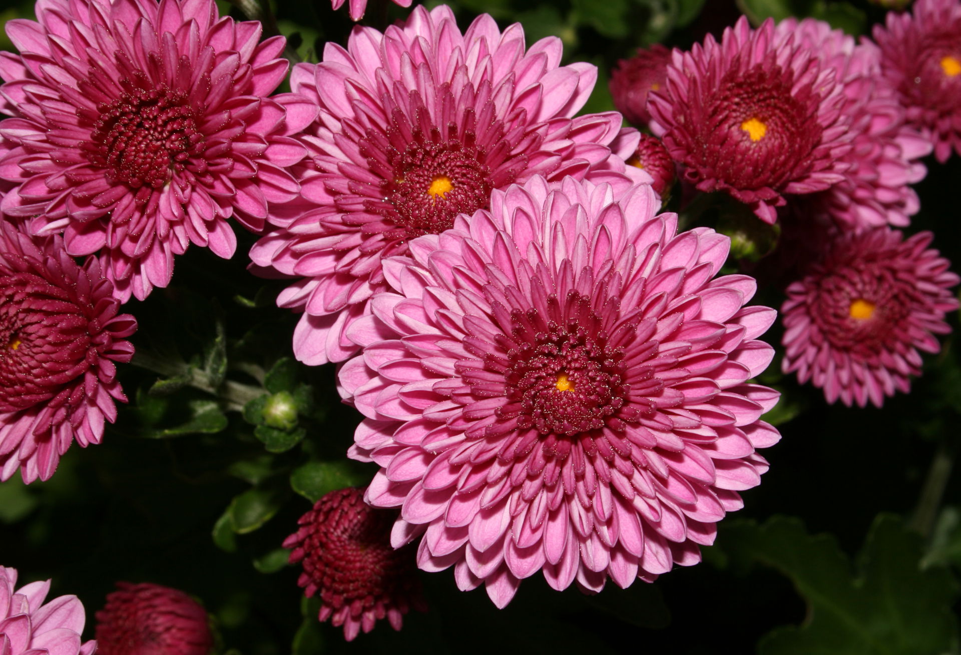 Chrysanthemum flower, Ontario, Canada