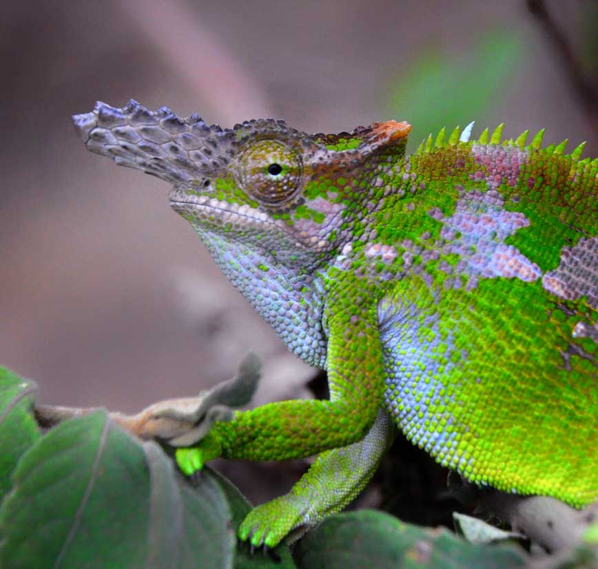 Kinyongia multituberculata in Lushoto, West Usambara Mountains,…