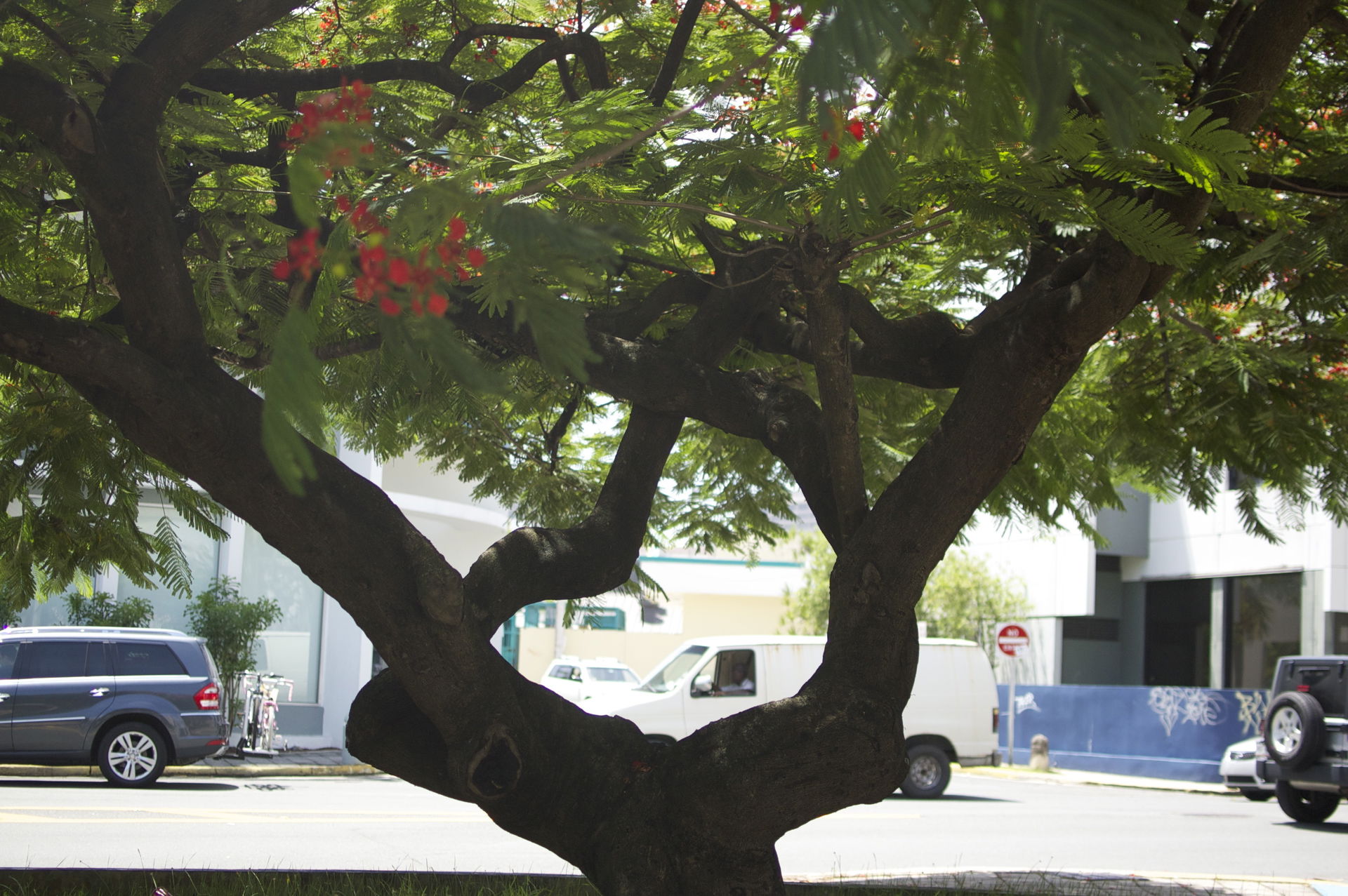 Tree in Condadito, Santurce, San Juan, Puerto Rico