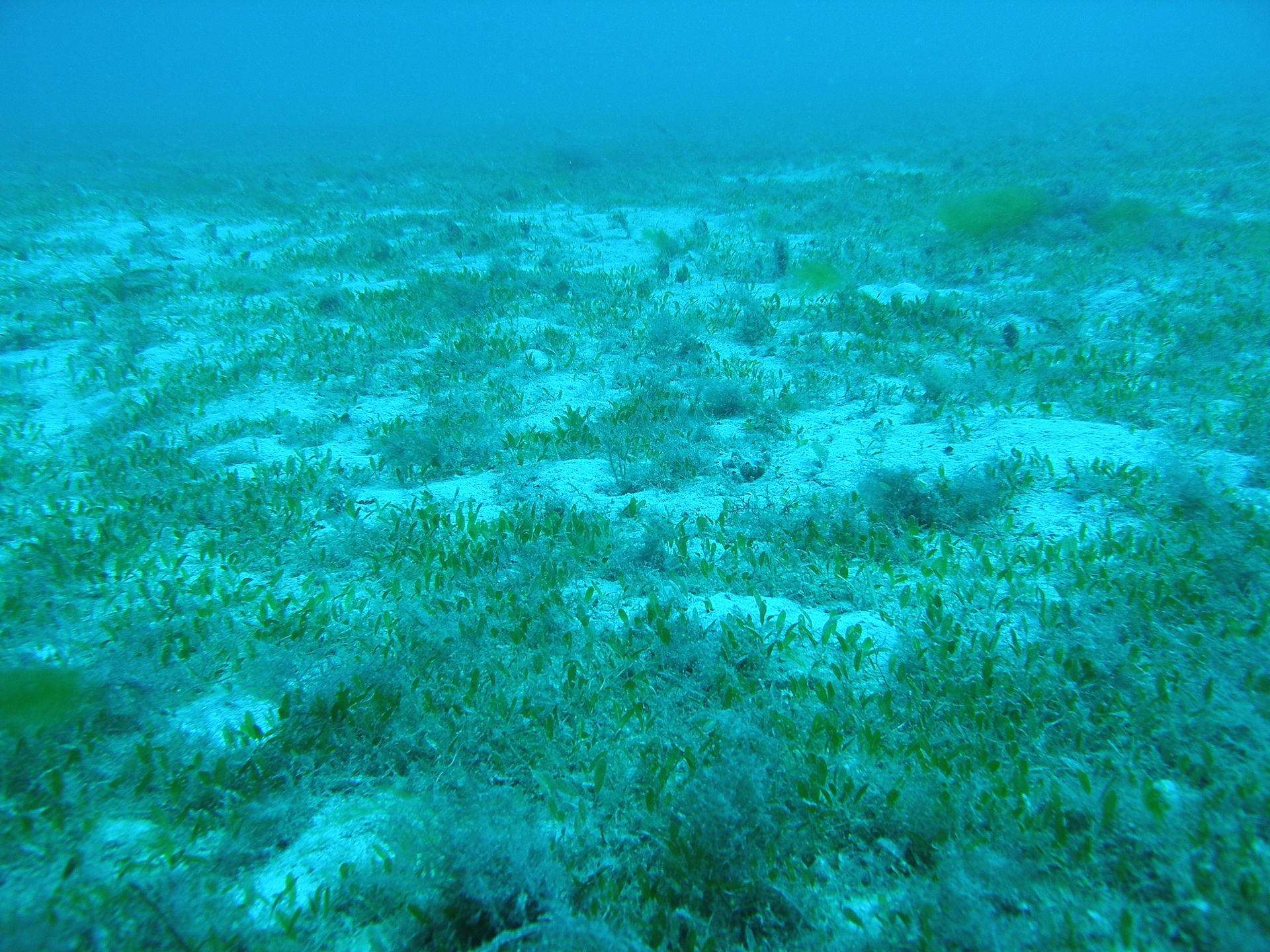 Halophila decipiens