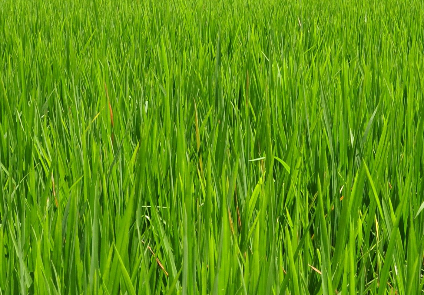 Wide range of Paddy Land In Sammanthurai
